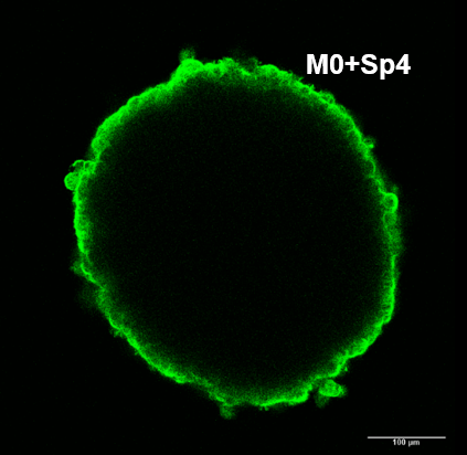 Fluorescence microscopy — M0+Sp4