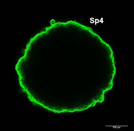 Fluorescence microscopy — Sp4