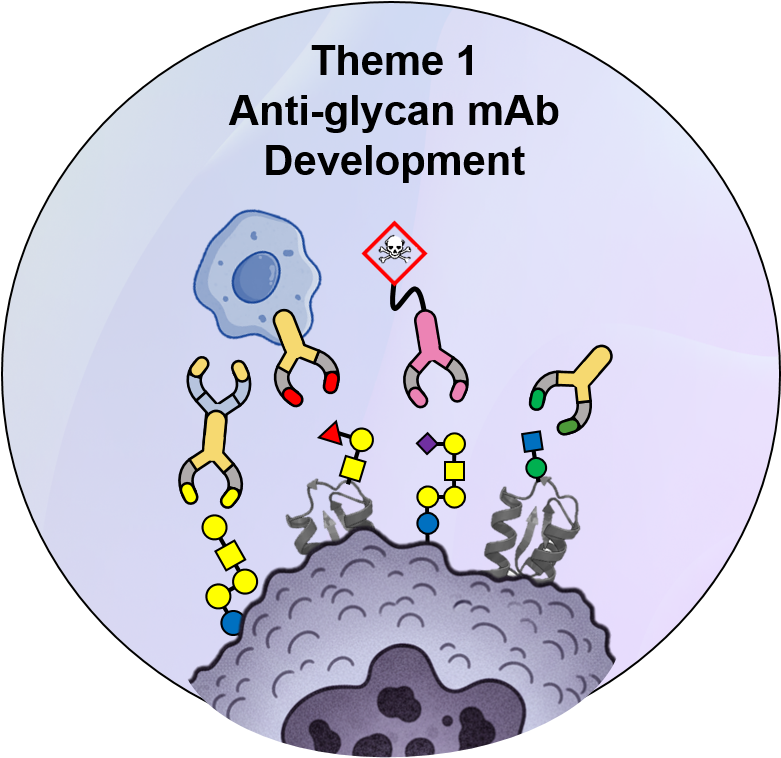 Anti-glycan mAb Development